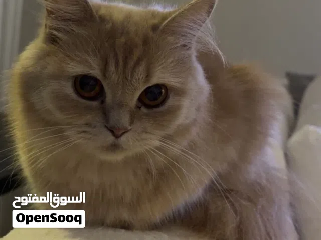 kitten up for free adoption