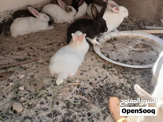 15 ارنب للبيع