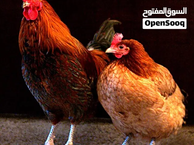 مطلوب دجاج او حبش جميع انواع الطيور في مادبا او قراها