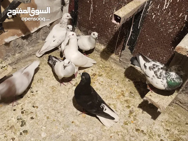حمام بيع مستعجل للبيع