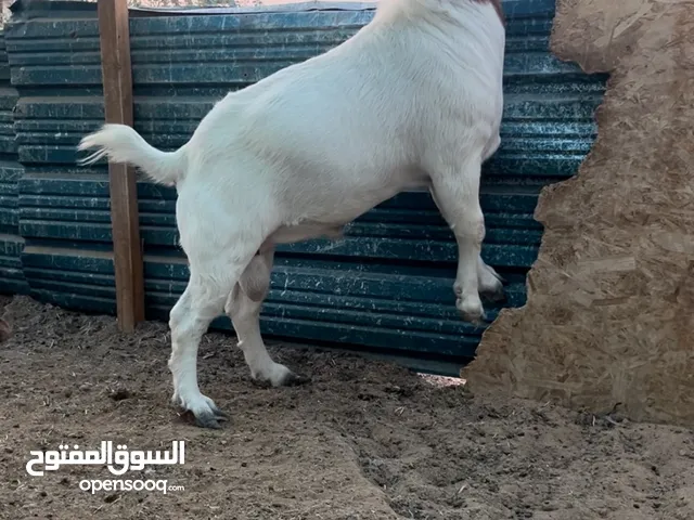 ماعز بورقوت للبيع