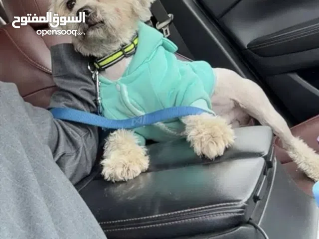 للبيع كلب مالتيز ذكر