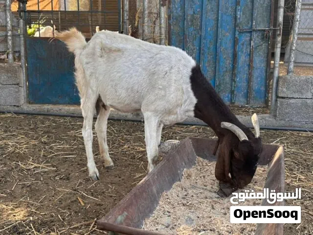 شوهات باكستانيه