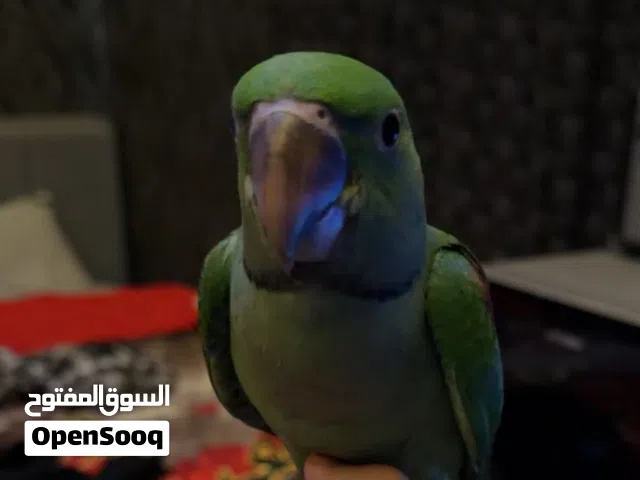 دره نيبالي  عمر 3 شهور