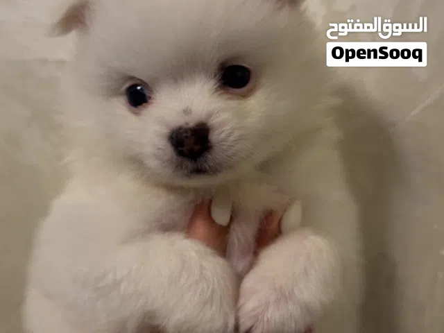 كلب برموزينيان