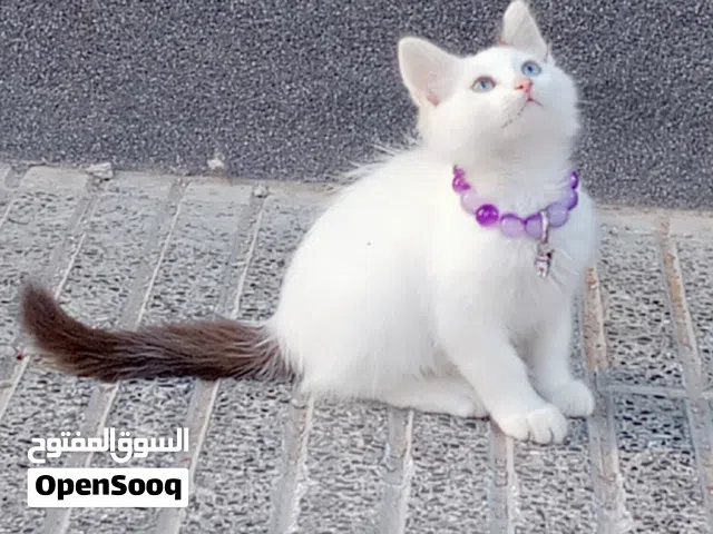 قطة راغدول من النوع الممتاز و الاصلي في مدينة الجديدة و عمرها 4 اشهر