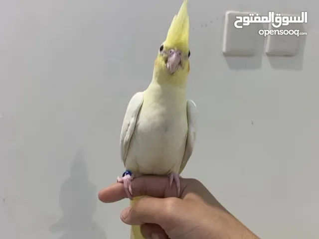 كروان لاتينو
