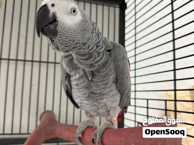 كاسكو جامبو  انزل للوصف الله يسعدك