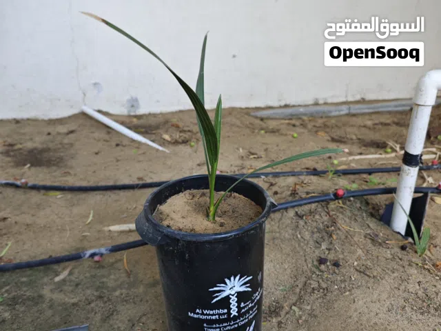 فسيلة حلوة دبي