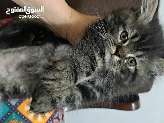 كتن ذكر بيرشن
