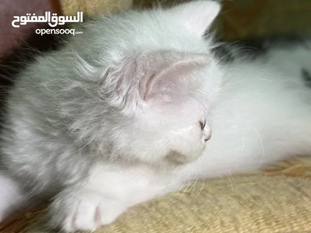 قطط للبيع مكس شيرازي و الام همالايا افطس