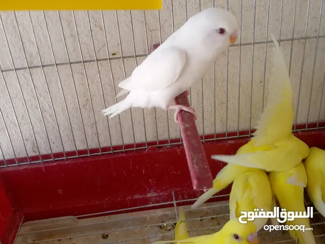 مخاليف حب البينو ولا تينيو