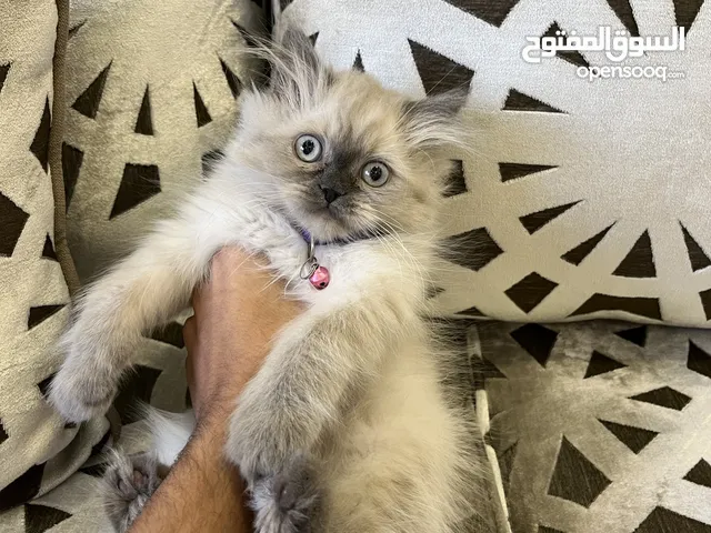 هملايا وايت