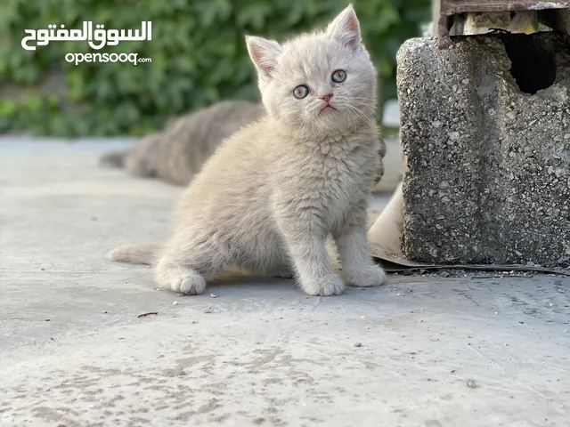 قطط ذكور واناث