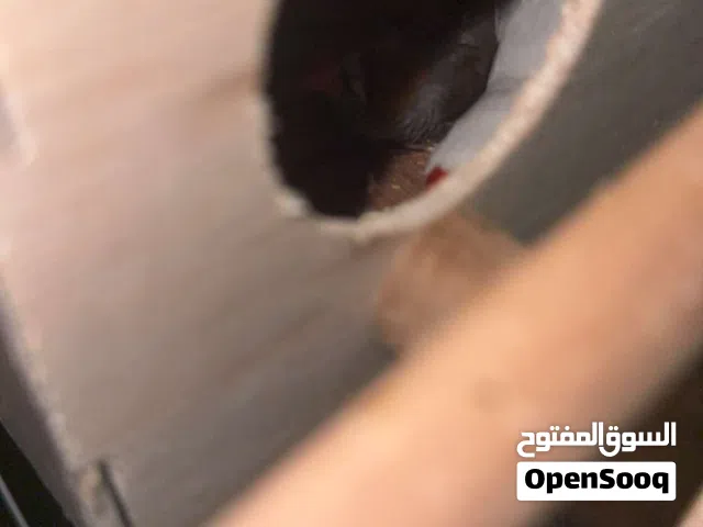 للبيع زوج زيبرا