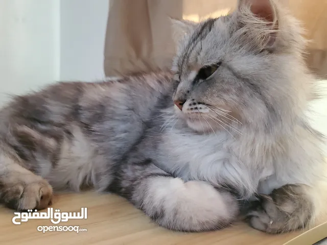 قطة سيبيري انثى عمرها 10اشهر