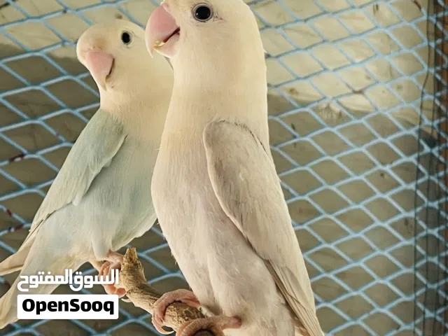 كوبيه بلد ابلاين الله يبارك تحتها 3