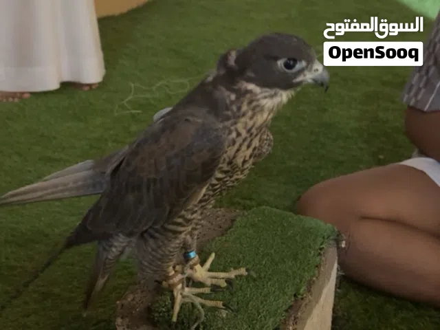 تبع جير من أتبوع ال VIP