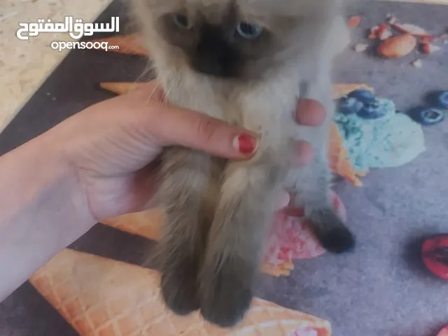 قطططططط لللببع