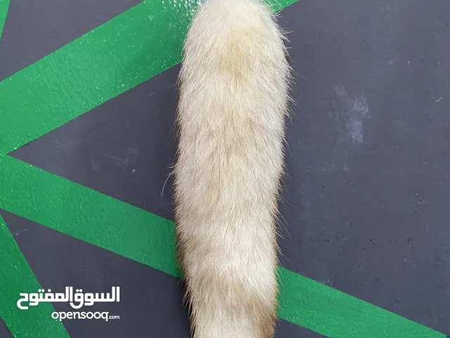 ذيل الثعلب