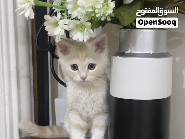 قط انثى بعمر 3 اشهر