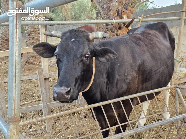 بقره تهجين نمساوي وهولندي بصحه ممتازه