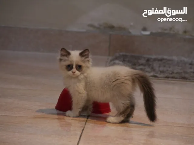 قطط رغدول العمر شهر ونص تقريبا متعلم على التر بوكس واليف ويحب يلعب ولطيف