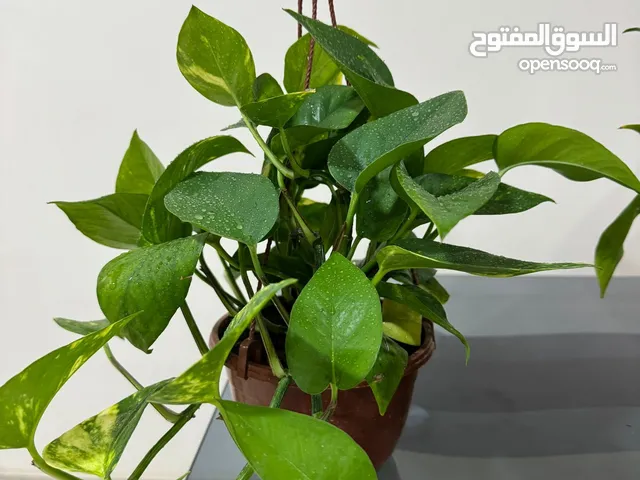 Home Indoor Plants for decoration