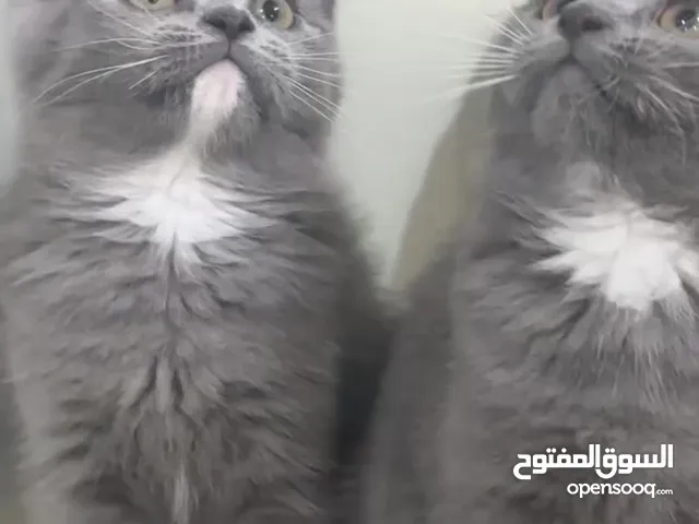 سكوتش فولد
