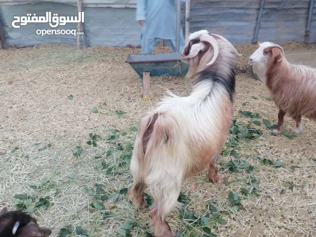 تيس الدار ما شاء الله عليه زين الحلال و عمره سنتين هذا الحلال و سمين وينفع حج تربيه و حج ذبح
