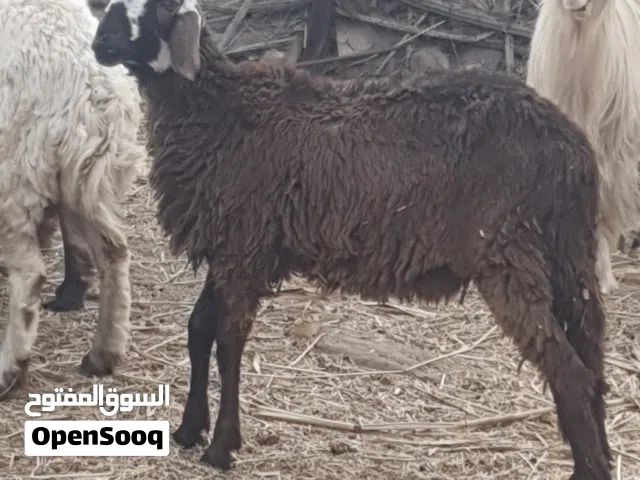 للبيع حمله سودانيه بكر