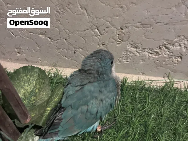 فرخ كويكر ازرق لعشاق التعليم