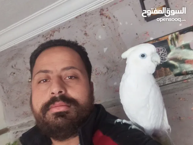 ببغاء كوكاتو جوفن