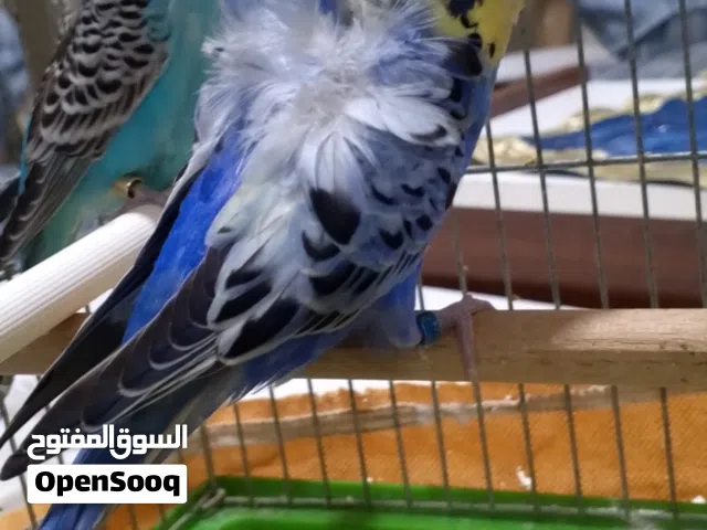 عصافير اوغو روما للبيع مطلوب فيهم 35 دينار موقع عمان ماركا الشماليه