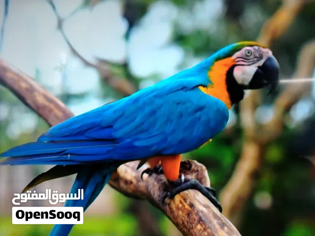 شاشه جنرال ديلوكس 55 سمارت