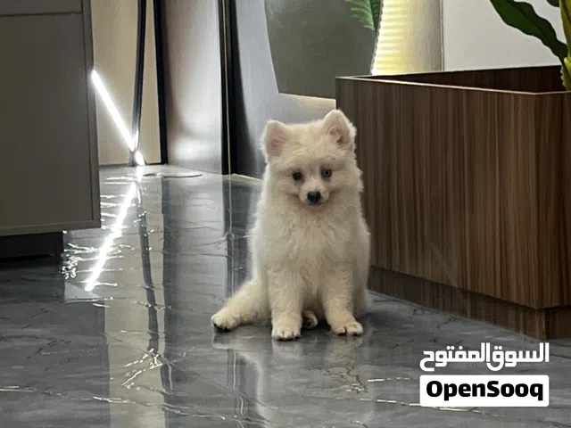 Adorable male and female Pomisky puppies, 3 months old - toy size, playful and affectionate