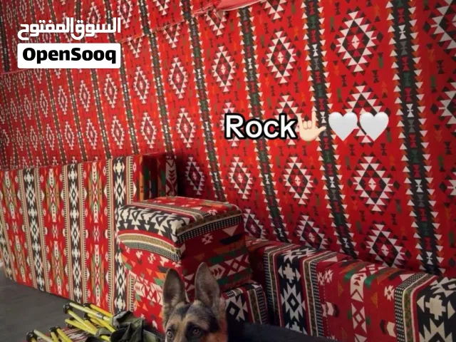 كلب جيرمن ذكر للبيع