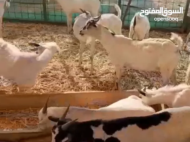 تيوس مستورده