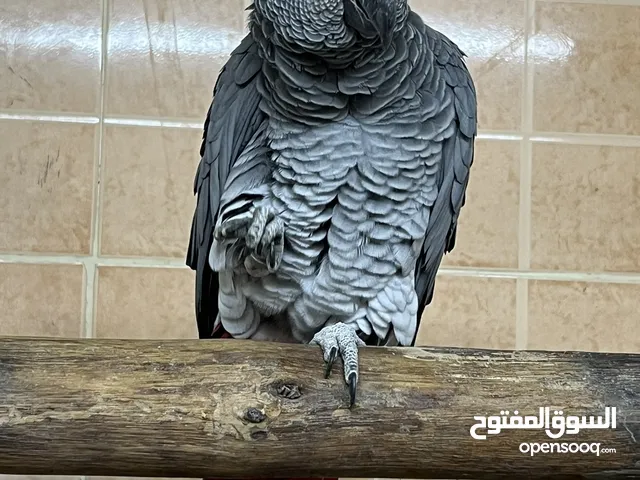 ببغاء ذكر كاسكو شوف الوصف