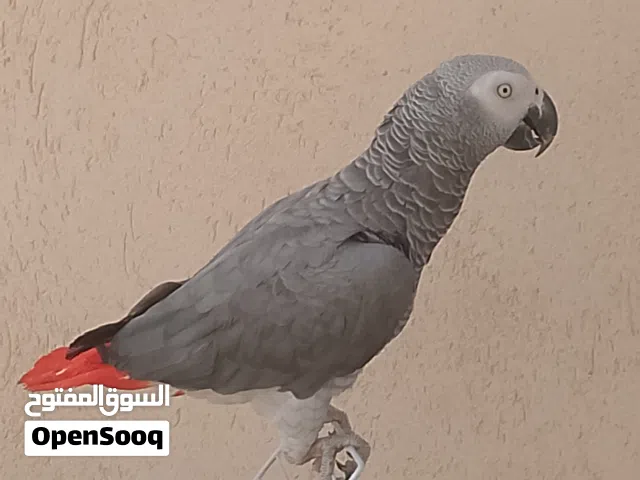 السلام عليكم ببغاء زنجباري