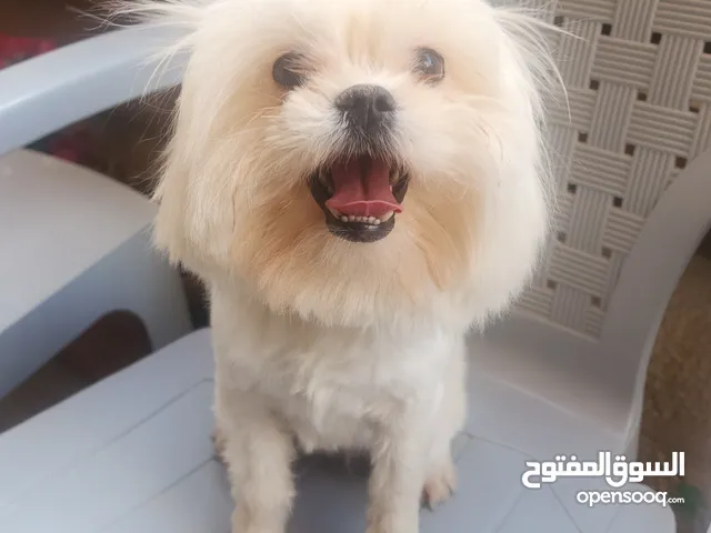 كلبه انثى نوع شيتزو بيور اقرا الاعلان