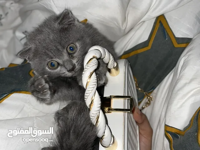 قط سكوتش صغير بلاحساء للبيع