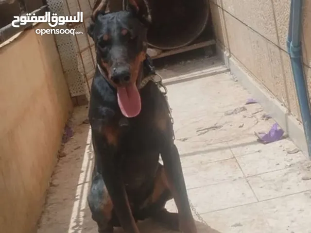 كلب دبر مان أنثى مرخصة ماخذه كل المطاعيم مطيعه جداً