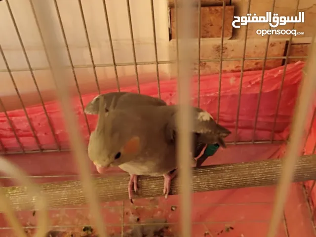 موجود جوز كوكتيل شغالات ميه الميه