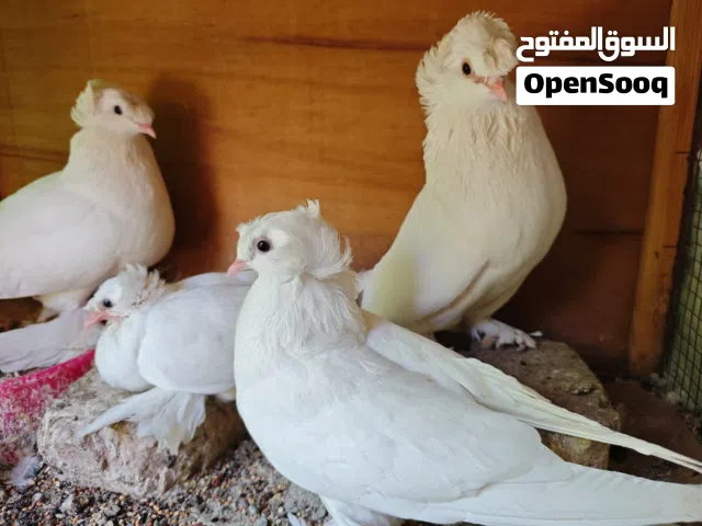 اريد منهم العنده لايقصر