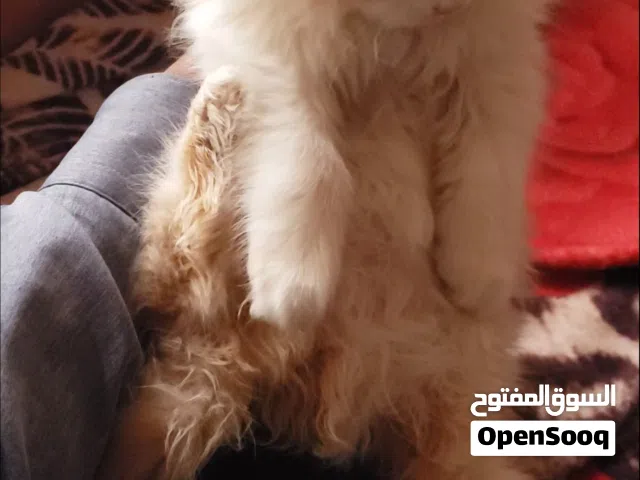 حيوانات للبي.