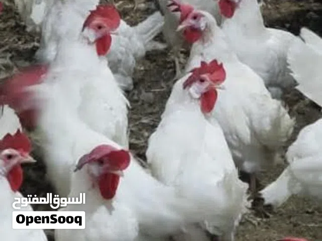 دجاج مزارع
