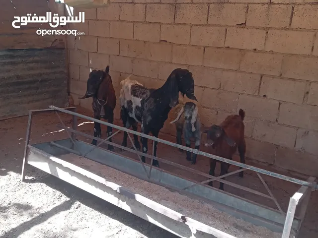 عنزين مقنوي حليب وراهن جدي وصخله عز المقنوي الله يبارك