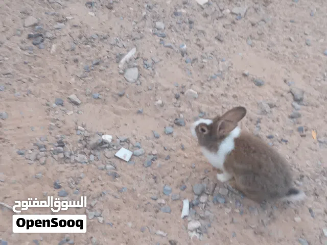 أرانب الله يبارك
