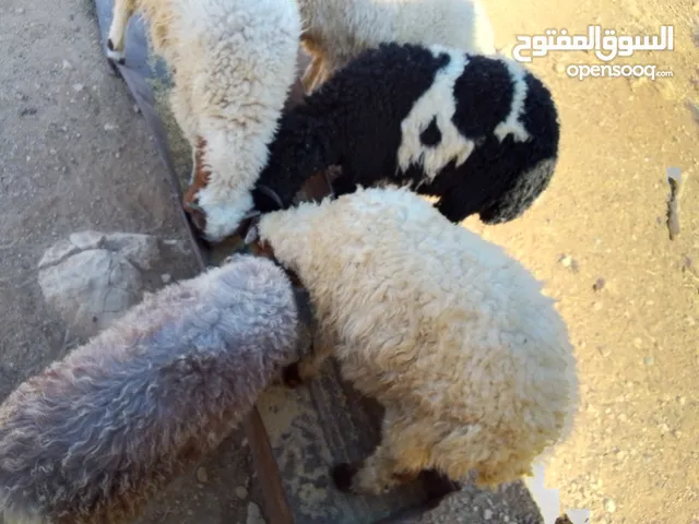 خرفان للبيع ماشاء الله